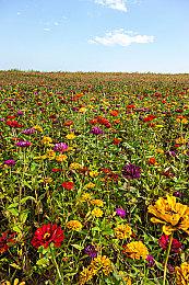 外星人虫大战FPS+RTS 《Silica》现已推出抢先体验